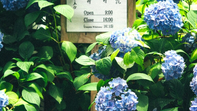 鎌倉の明月院のあじさい 鎌倉にある明月院のあじさい