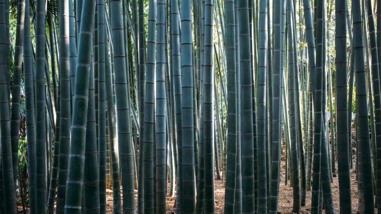 鎌倉にある護国寺の竹林 鎌倉の護国寺の竹林