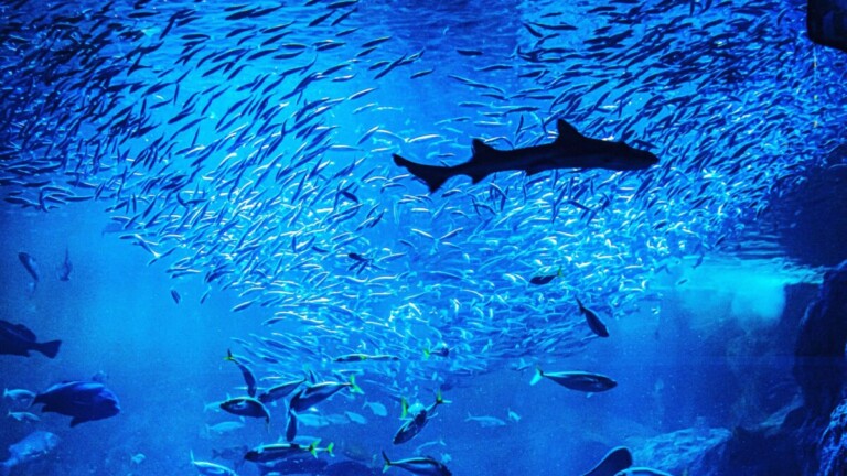江の島水族館の写真